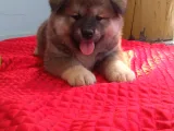 Scr li Akita Yavrularımız