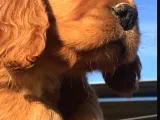 Cocker Spaniel Bebeklerimiz
