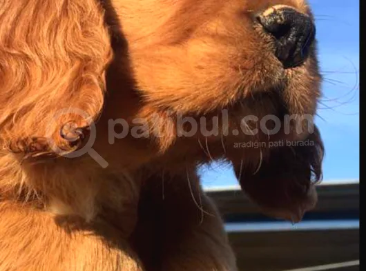 Cocker Spaniel Bebeklerimiz