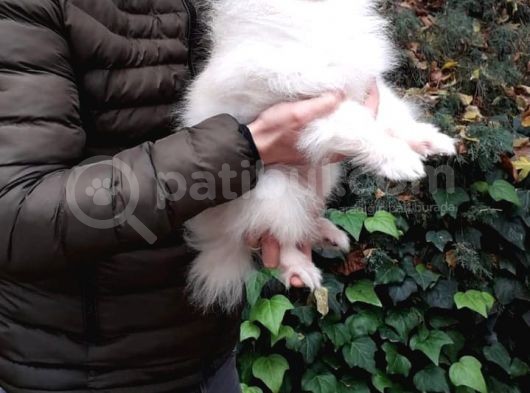 Aşılı Karneli Mikrocipli Pasaportlu Pomeranian Boo görsel