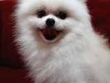 Aşılı Karneli Mikrocipli Pasaportlu Pomeranian Boo