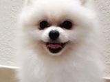 Aşılı Karneli Mikrocipli Pasaportlu Pomeranian Boo