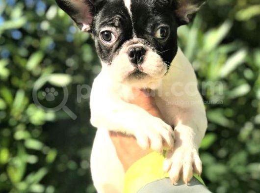 French Bulldog Yavruları görsel