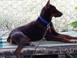Üst Kalite Doberman Bebeklerimiz Yeni Ailelerini Bekliyor