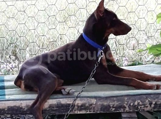 Üst Kalite Doberman Bebeklerimiz Yeni Ailelerini Bekliyor görsel