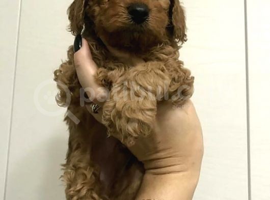 Red-Apricot-Siyah Toy Poodle Yavrularımız Yeni Ailelerini Bekliyor görsel