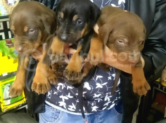King Doberman