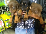 King Doberman