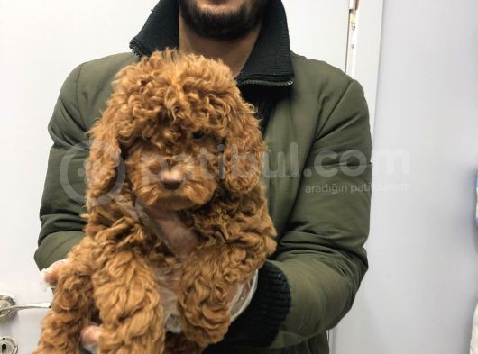 Toy Poodle görsel