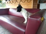 French Bulldog Yavrularımız