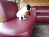 French Bulldog Yavrularımız