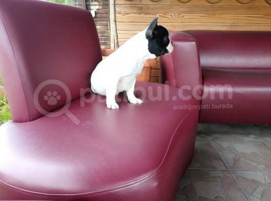 French Bulldog Yavrularımız görsel