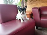 French Bulldog Yavrularımız
