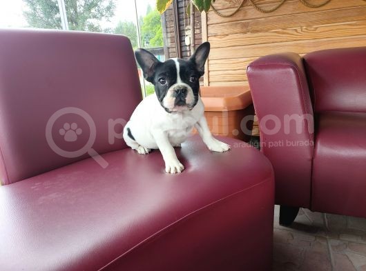 French Bulldog Yavrularımız görsel