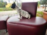 French Bulldog Yavrularımız