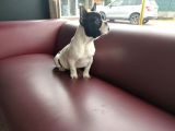 French Bulldog Yavrularımız