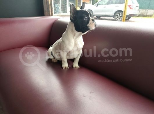French Bulldog Yavrularımız görsel