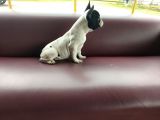 French Bulldog Yavrularımız
