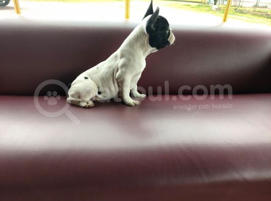 French Bulldog Yavrularımız görsel