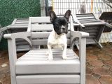 French Bulldog Yavrularımız