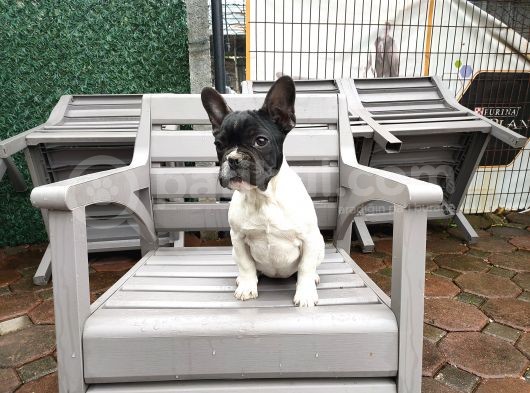 French Bulldog Yavrularımız görsel