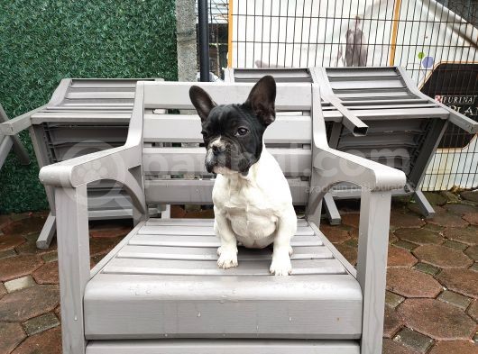 French Bulldog Yavrularımız görsel