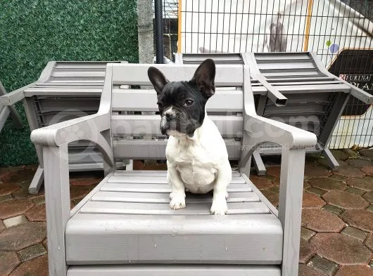 French Bulldog Yavrularımız