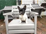 French Bulldog Yavrularımız