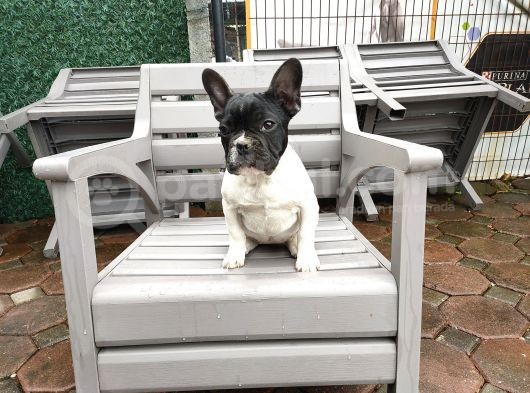 French Bulldog Yavrularımız görsel