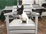 French Bulldog Yavrularımız