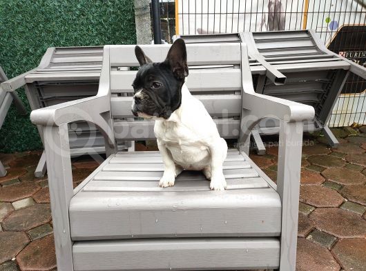 French Bulldog Yavrularımız görsel