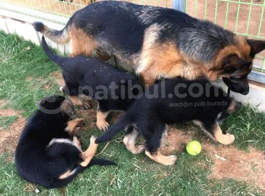 Alman Çoban Köpeği Yavruları