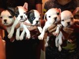 French Bulldog A Kalite Yavrular