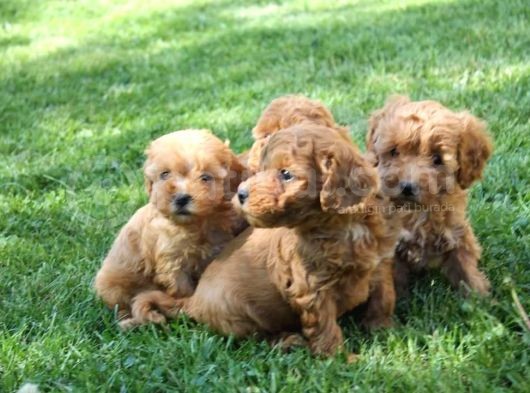 Sevimli Toy Poodle Yavrularımız görsel