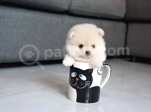 En Sevimli Pomeranian Yavruları