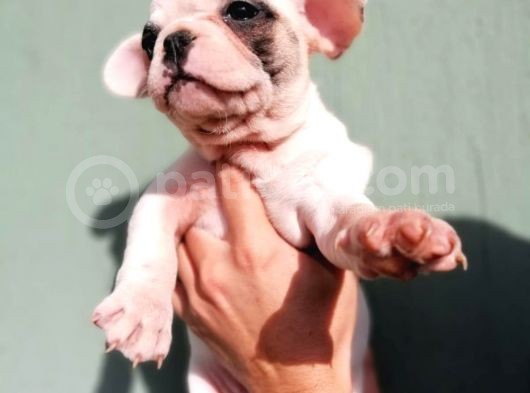 French Bulldog A Kalite Yavrular görsel