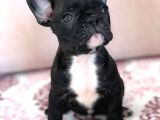 French Bulldog A Kalite Yavrular