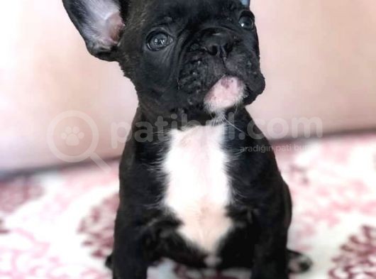 French Bulldog A Kalite Yavrular görsel