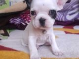 French Bulldog A Kalite Yavrular
