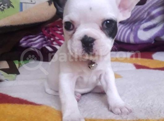French Bulldog A Kalite Yavrular görsel
