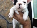 French Bulldog A Kalite Yavrular
