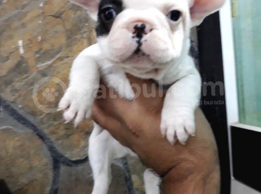 French Bulldog A Kalite Yavrular görsel