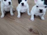 French Bulldog A Kalite Yavrular