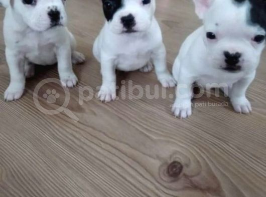 French Bulldog A Kalite Yavrular görsel