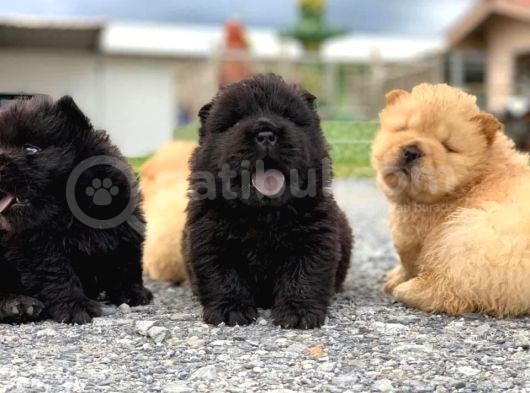 A Kalite Chowchow Yavrularımız görsel