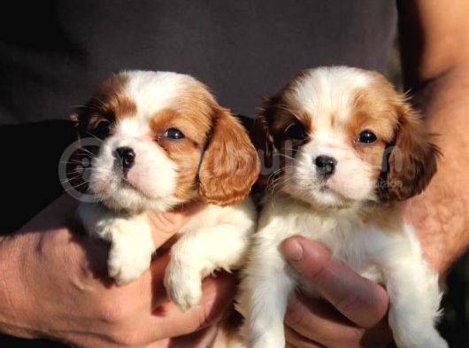 Çok Sevimli Cavalier King Charles Yavrularımız görsel