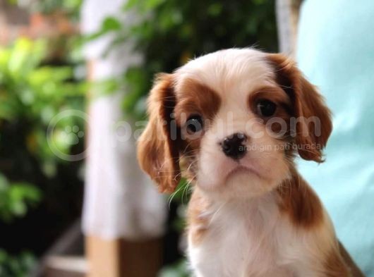 Çok Sevimli Cavalier King Charles Yavrularımız görsel