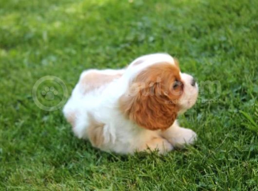 Çok Sevimli Cavalier King Charles Yavrularımız görsel