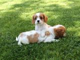 Çok Sevimli Cavalier King Charles Yavrularımız