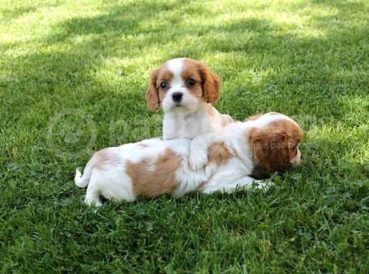 Çok Sevimli Cavalier King Charles Yavrularımız görsel
